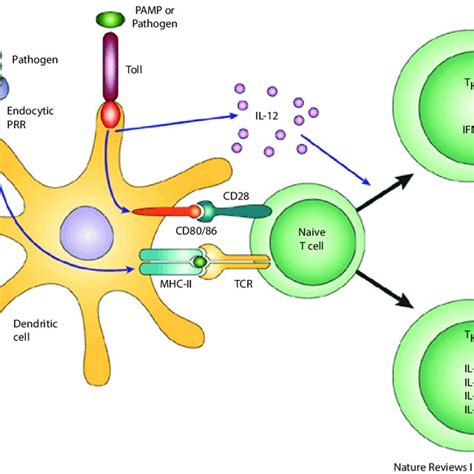 2 Basic Function Of Innate Immunity Showcasing The Interaction Of