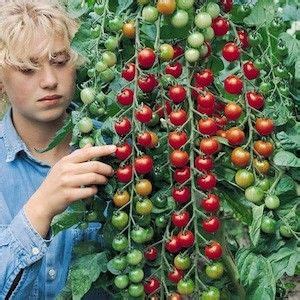 Sweet 100 Tomato - Angel Vegetable