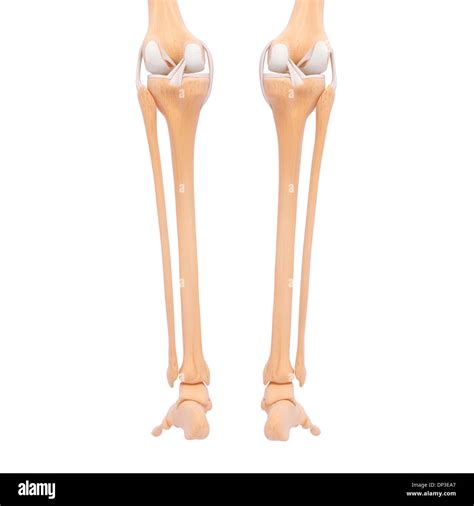 Human leg bones, artwork Stock Photo - Alamy