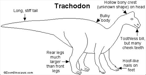 Trachodon Printout- ZoomDinosaurs.com