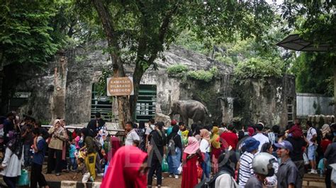 90 Ribu Wisatawan Kunjungi Kebun Binatang Ragunan Saat Libur Tahun Baru