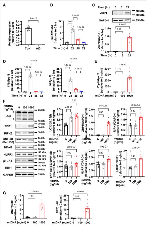 Mitochondrial Dna Mtdna Increases Zbp Z Dna Binding Protein And