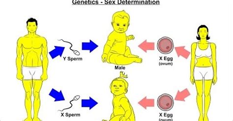 Sex Determination In Human Beings Notes Biology Notes Free Study