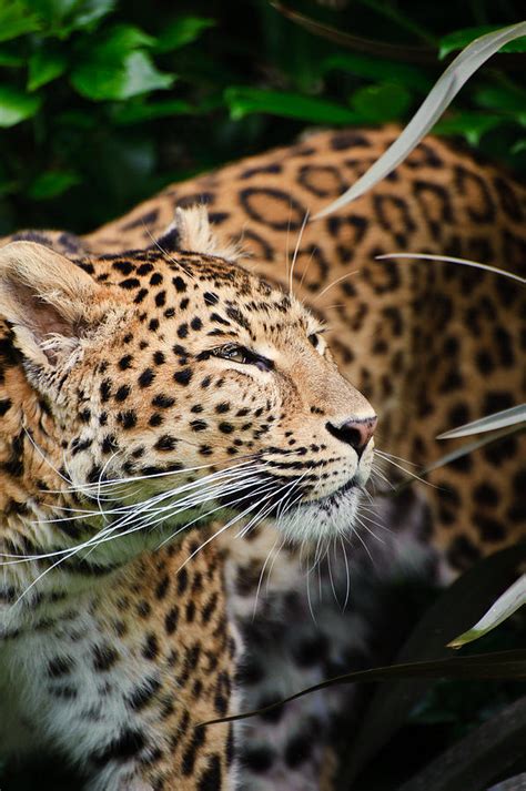 Beautiful Leopard Panthera Pardus Big Cat Amongst Foliage Photograph By