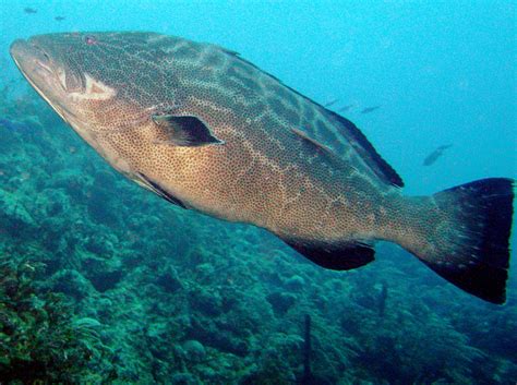 Black Grouper - Mycteroperca bonaci - Nassau, Bahamas - Photo 7 ...