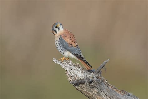 American Kestrel Male Coyote Hills Regional Park Fremont Flickr