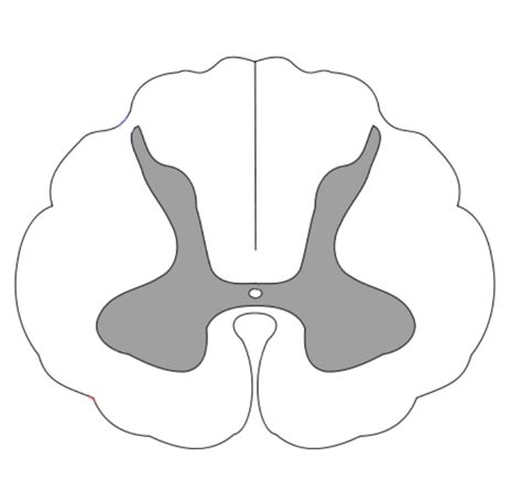 Exam 4 Unlabeled Diagram Transverse Section Of Spinal Cord Diagram