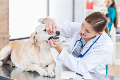 What is tooth extraction for dogs? - Articlesubmited