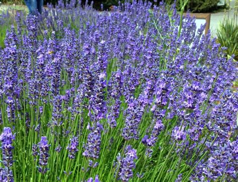 Lavendula Phenomenal Lavender Jim Whiting Nursery