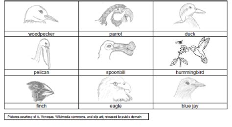 Bird Adaptations Diagram Quizlet