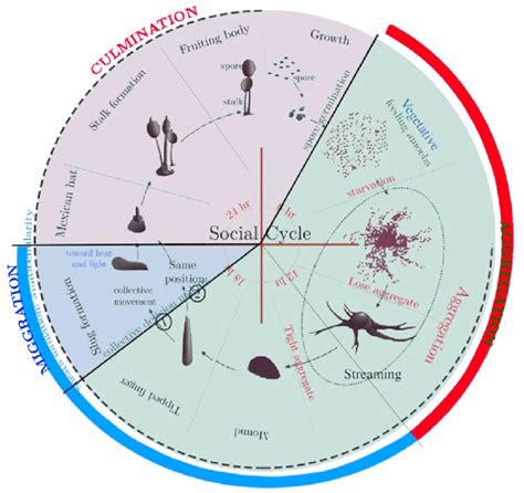 Schematic diagram of D. discoideum life cycle | Download Scientific Diagram