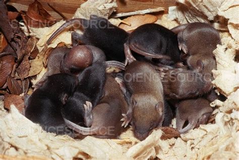 Black Mice From Brown Mouse Parents | Stock Image - Science Source Images