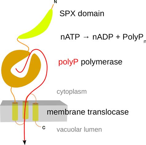 Polyphosphates Structural Plant Biology Laboratory