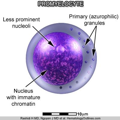 HematologyOutlines - Atlas 