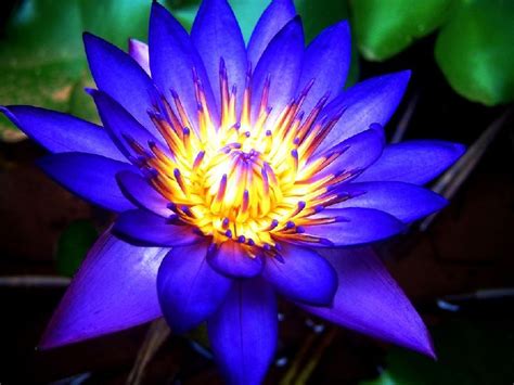 Blue Lotus Flower by Mahi Krishna International, blue lotus flower from ...