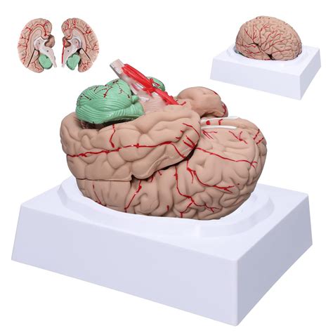 Buy Qhytl Human Brain Model 8 Part Neuroscience Brain Model With