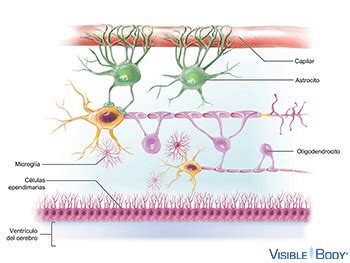 Tipos De Neuroglia