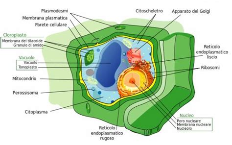 Parete Cellulare Vegetale Struttura E Biosintesi Biopills