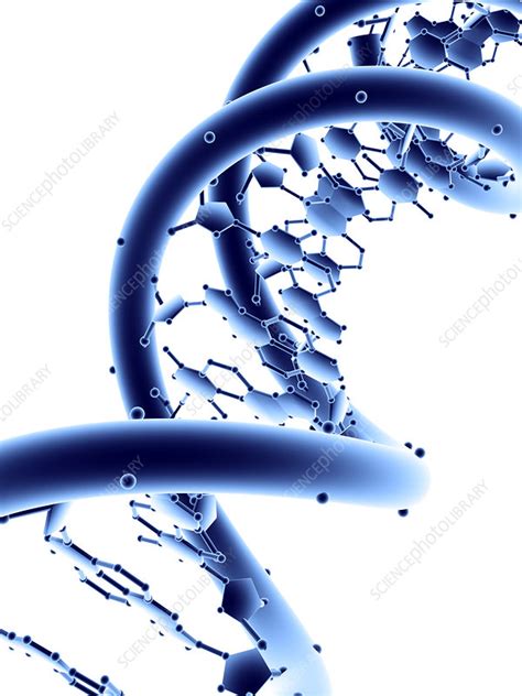 Dna Molecule Stock Image G Science Photo Library