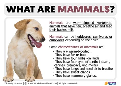 What Is A Mammal Definition Of Mammal