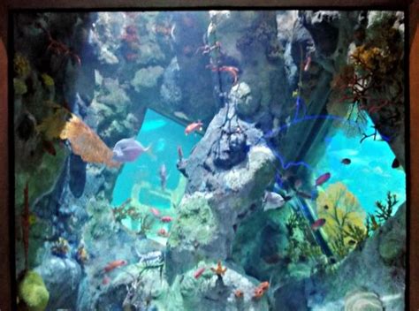 Albuquerque Aquarium Things To Do In Albuquerque Abq Biopark