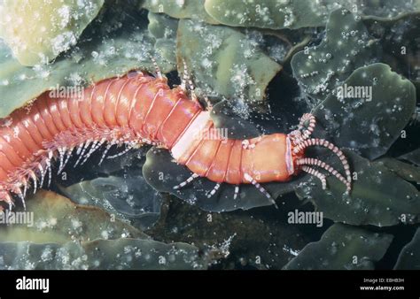 Palolo Worms Hi Res Stock Photography And Images Alamy