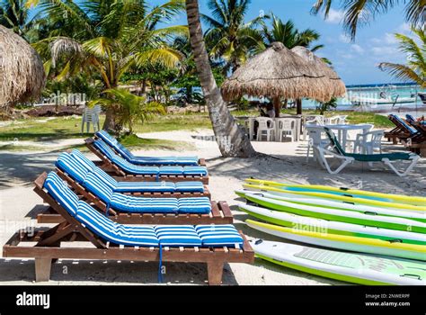 Mahahual, Quintana Roo, Mexico, 10th of Feburary 2023, palm trees on Mahahual beach Stock Photo ...