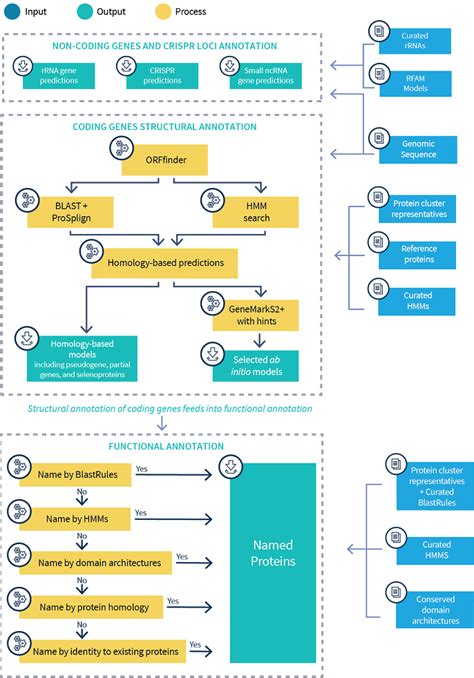 NCBI Prokaryotic Genome Annotation Process