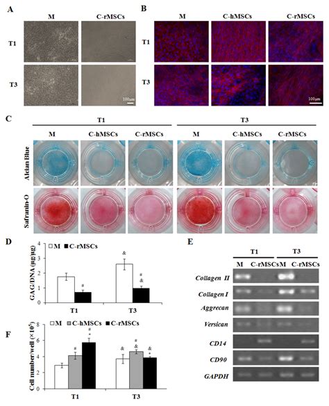 Mscs Downregulate Chondrocytic Differentiation Of Articular