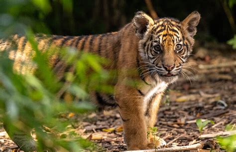 tiger cubs - Adelaide Zoo