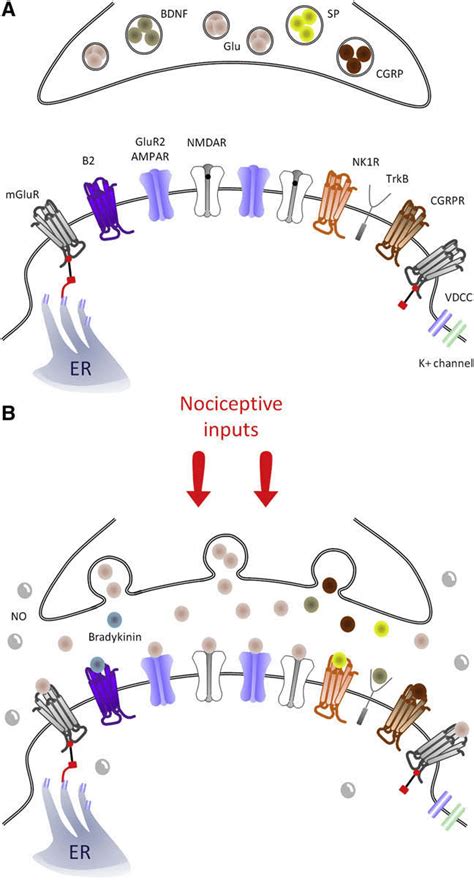 Central Sensitization Triggers Schematic Representation Of Key