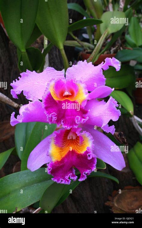 Violet Cattleya Hi Res Stock Photography And Images Alamy