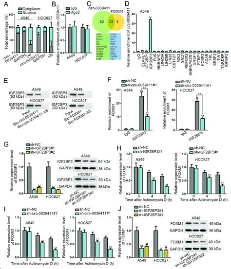 Circ 0039411 Enhanced The Stability Of FOXM1 MRNA Via Recruiting