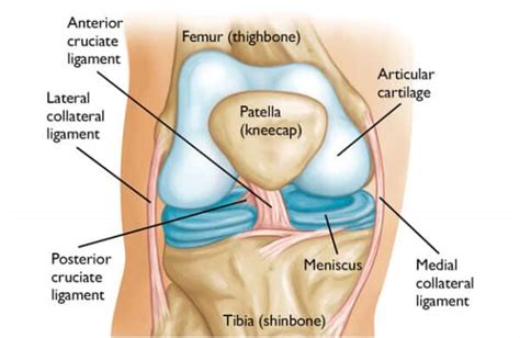 Anterior Cruciate Ligament Injury Acl Injury