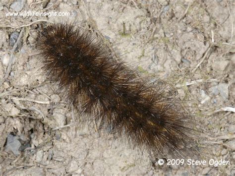 White Ermine Moth and caterpillar, Spilosoma lubricipeda | Wildlife Insight