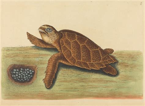 The Hawks Bill Turtle Testudo Caretta By Mark Catesby Artvee