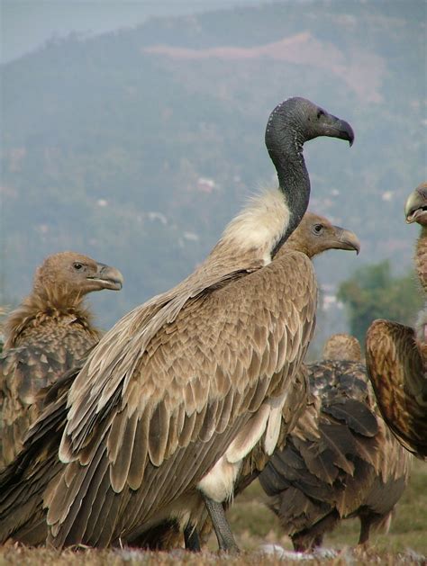 Slender Billed Vulture Gyps Tenuirostris Found Along The Sub