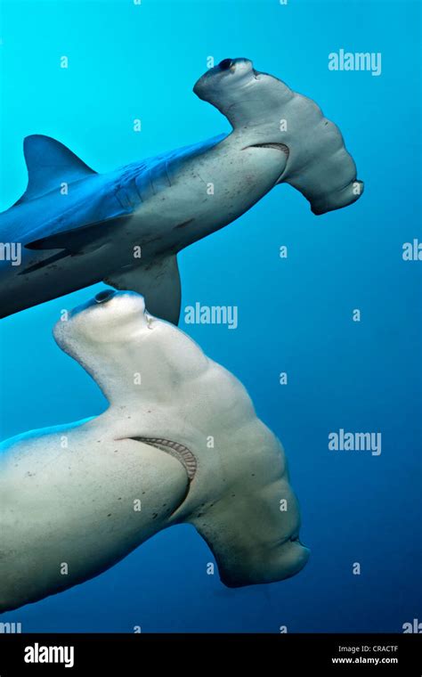 Two Scalloped Hammerhead Sharks Sphyrna Lewini Teodoro Wolf Island