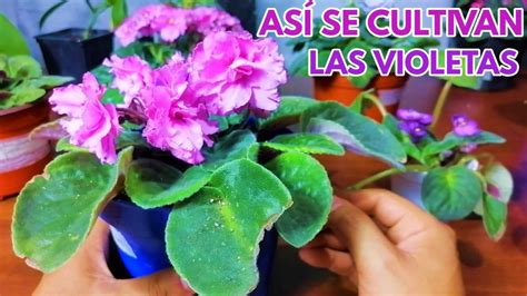 así debes cultivar tus violetas africanas chuyito jardinero YouTube