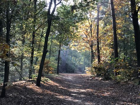 Free Images Tree Nature Wilderness Trail Sunlight Leaf Autumn