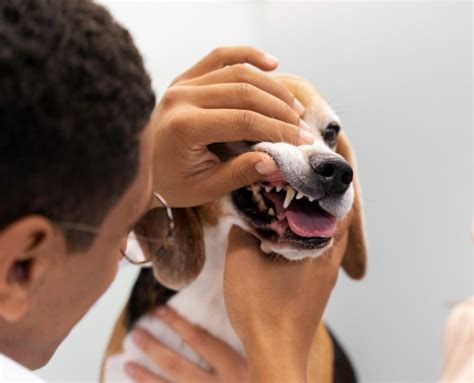 Primeiros socorros veterinário dá dicas essenciais para agir em