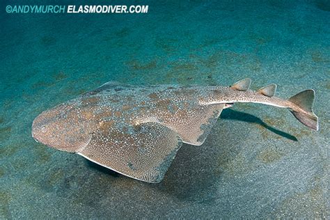 Japanese Angel Shark Information And Pictures Of Squatina Japonica