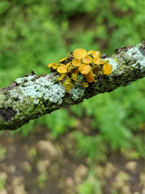 Golden Eye Lichen From Kansas City On June 26 2021 At 10 38 AM By Bill