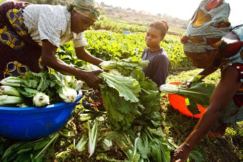 Lafrican Women In Agriculture Pour La Promotion Du RÔle De La Femme