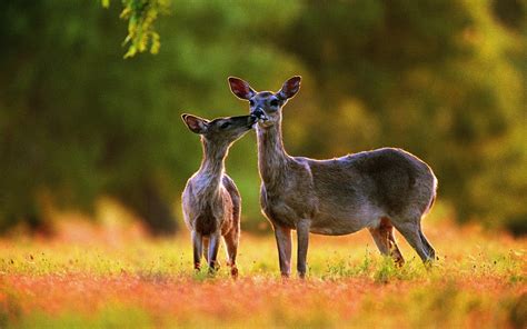 Whitetail Deer Wallpaper Screensaver (47+ images)