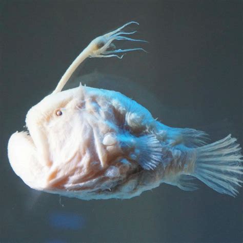 Angler Fish Facts For Kids - Unique Fish Photo