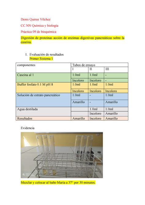 Práctica 09 de bioquímica docx Digestión de proteínas acción de enzimas