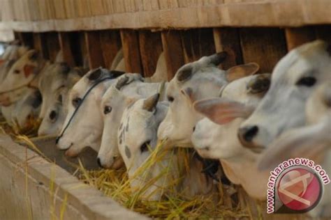 Dua Kelompok Ternak Sleman Masuk Nominasi Agribisnis Nasional Antara News