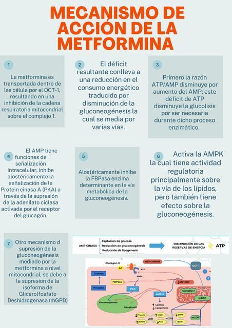 Mecanismo de acción de la metformina Coordinacion Nutrición uDocz