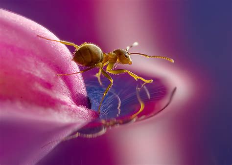 25 Most Beautiful Macro Photography Examples For Your Inspiration And Tips For Beginners